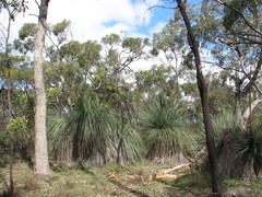 Thelymitra antennifera