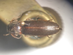 Hemicrepidius ruficornis