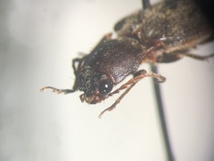 Hemicrepidius ruficornis