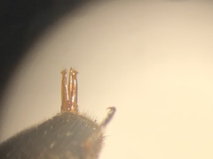 Hemicrepidius ruficornis