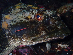 Myoxocephalus polyacanthocephalus