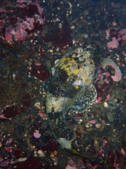 Myoxocephalus polyacanthocephalus