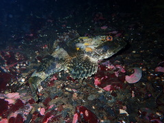 Myoxocephalus polyacanthocephalus