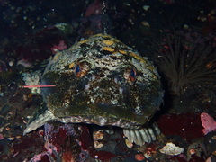Myoxocephalus polyacanthocephalus