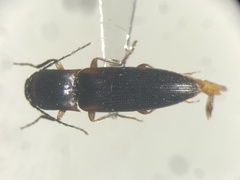 Dalopius vagus