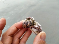 Modelia granosa