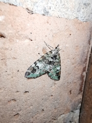 Hammaptera parinotata