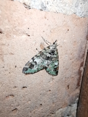 Hammaptera parinotata