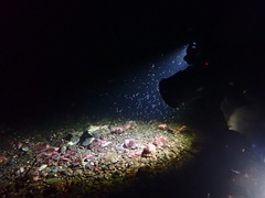 Myoxocephalus polyacanthocephalus