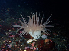 Cribrinopsis fernaldi