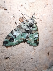 Hammaptera parinotata