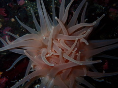 Cribrinopsis fernaldi