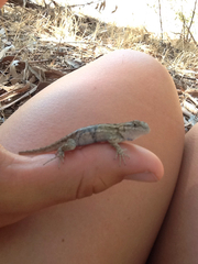 Sceloporus occidentalis