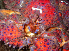 Echidnocerus cibarius