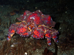 Echidnocerus cibarius