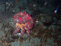 Echidnocerus cibarius