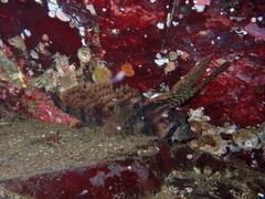 Nautichthys oculofasciatus