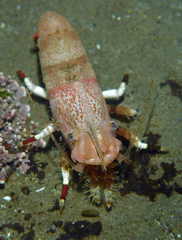 Spirontocaris prionota