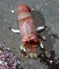 Spirontocaris prionota