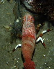 Spirontocaris prionota