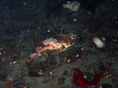 Chitonotus pugetensis