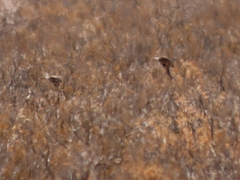 Eupodotis vigorsii vigorsii