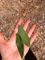 Umbellularia californica