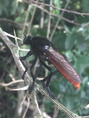 Archilestris magnificus