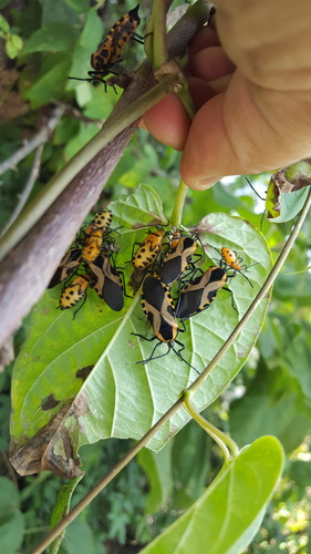 Sephina vinula
