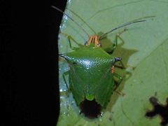 Rhynchocoris plagiatus