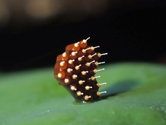 Epidaus famulus