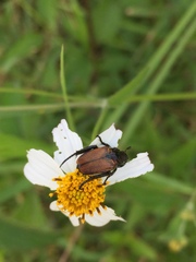 Strigoderma sulcipennis