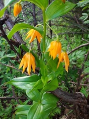 Gloriosa modesta
