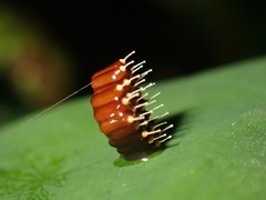Epidaus famulus