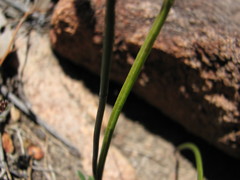 Thelymitra rubra