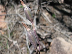 Thelymitra rubra