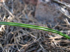 Thelymitra rubra