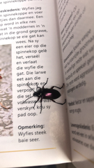 Praeugenini