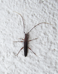 Listrocerum aeolis