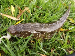 Platycephalus caeruleopunctatus