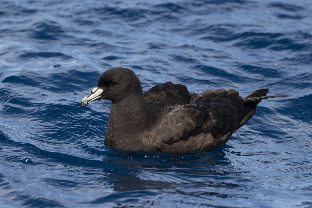 Black Petrel