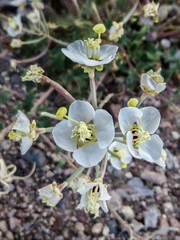 Chylismia claviformis claviformis