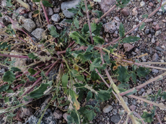 Chylismia claviformis claviformis