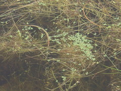 Callitriche marginata