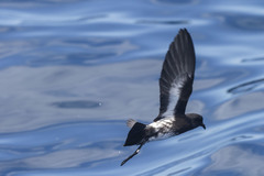 Fregetta maoriana