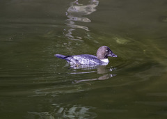 Bucephala clangula