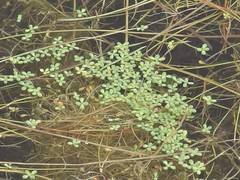 Callitriche marginata