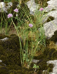 Allium ledebourianum
