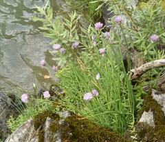 Allium ledebourianum
