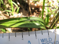 Thelymitra brevifolia